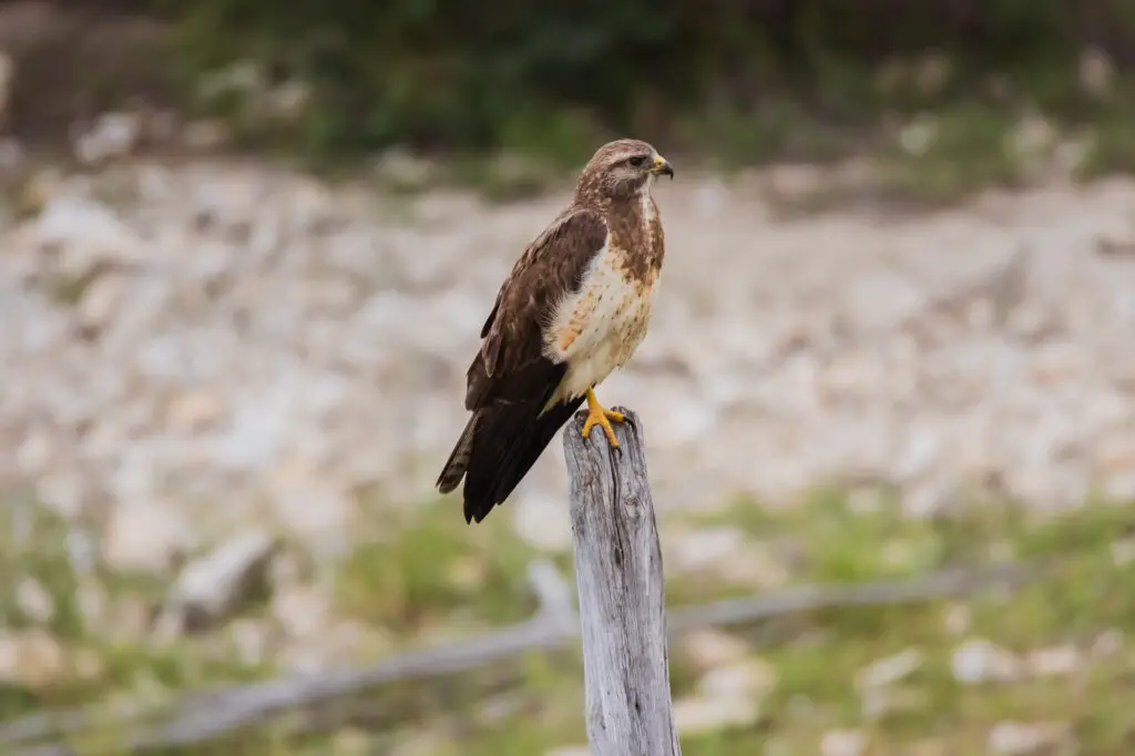 ¿Los halcones comen zarigüeyas? (Especies + Otras preguntas frecuentes)