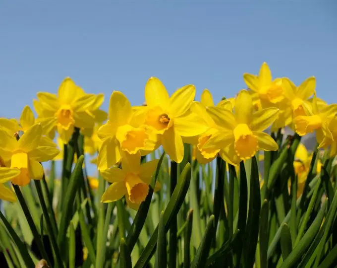 ¿Los narcisos no florecen? Esto es lo que debe hacer