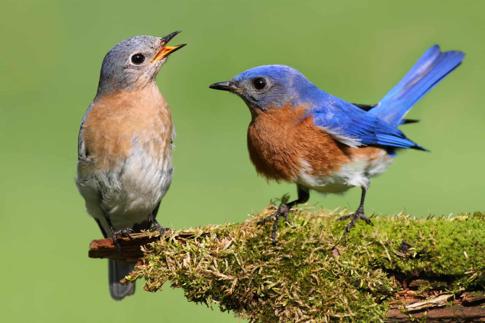 ¿Los pájaros azules se aparean de por vida? ¡Los hechos que no sabías!