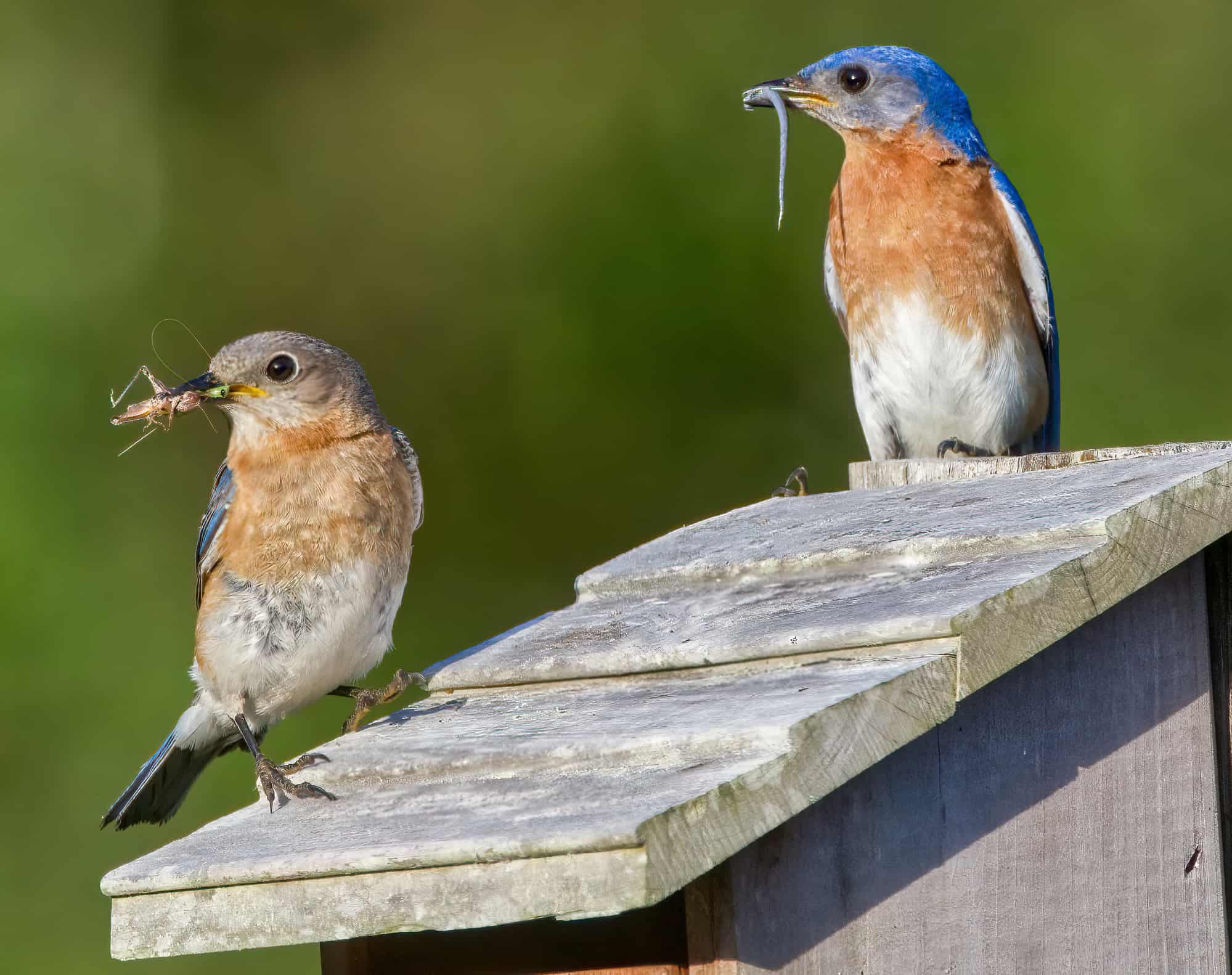 ¿Migran los pájaros azules? ¡Todo lo que necesitas saber!