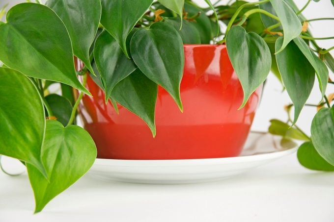 ¿Por qué mi planta tiene puntas marrones en las hojas?