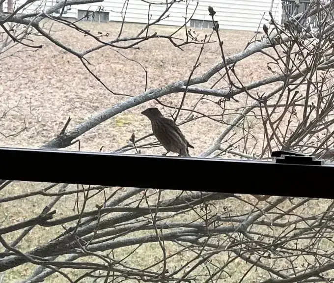 ¿Por qué un pájaro picotea mi ventana y el espejo del auto?