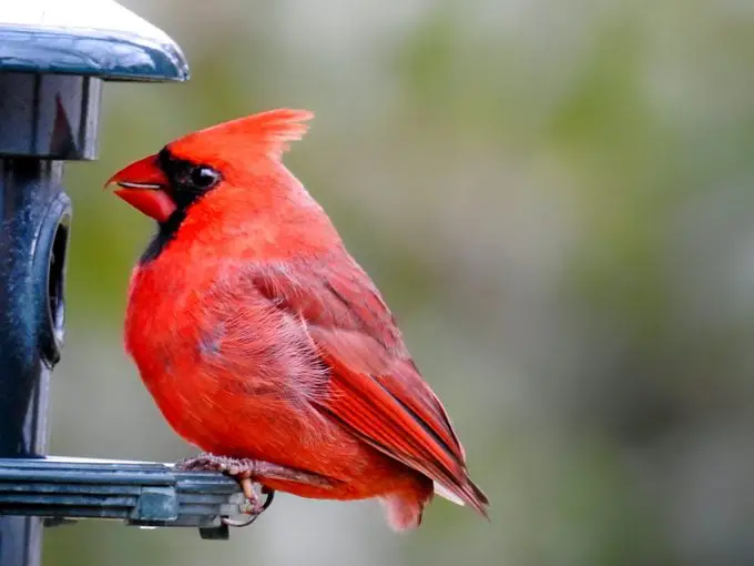 ¿Puede un cardenal volar sin plumas en la cola?