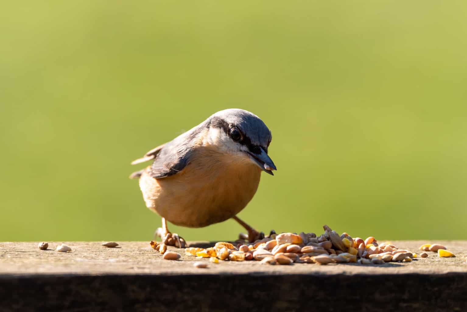 ¿Pueden las aves comer anacardos (u otros productos de anacardos?)