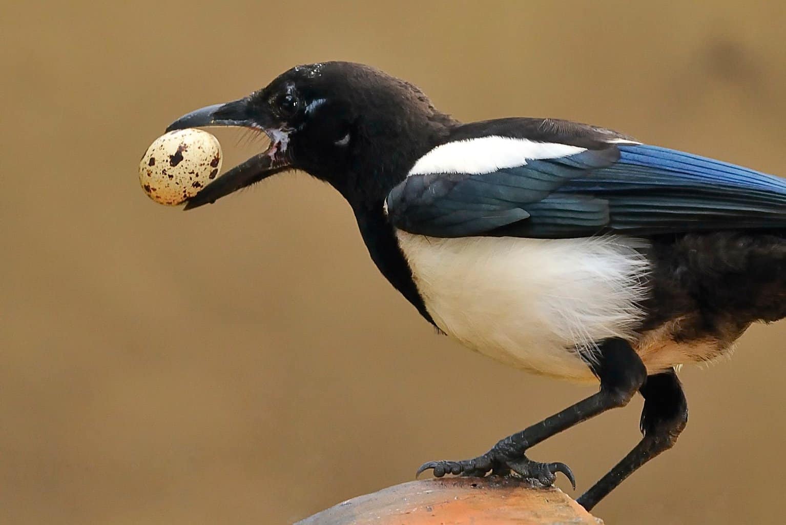 ¿Pueden las aves comer huevos? ¡Absolutamente, y he aquí por qué!