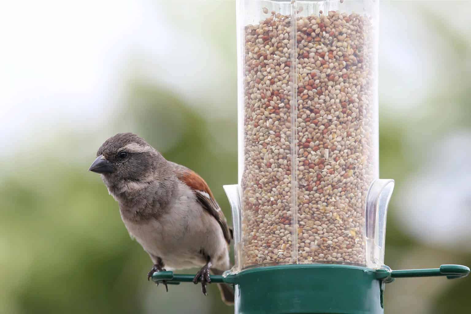 ¿Pueden las aves comer quinua? La verdad sobre este súper grano