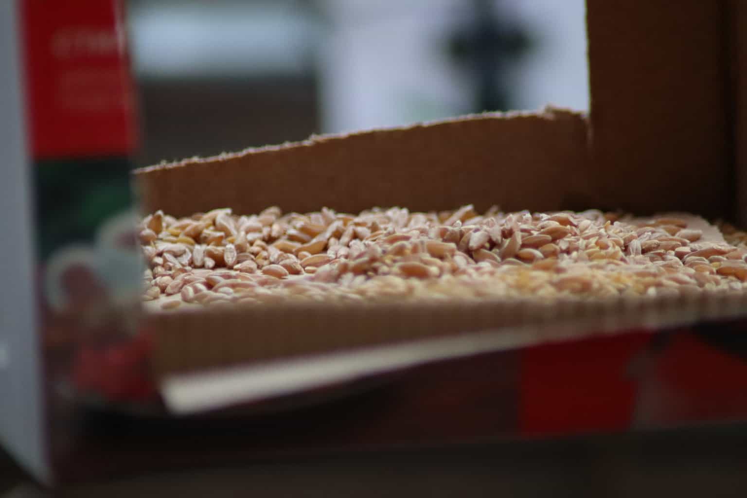 ¿Pueden las aves comer sémola? Una guía completa para alimentar a sus pájaros con sémola
