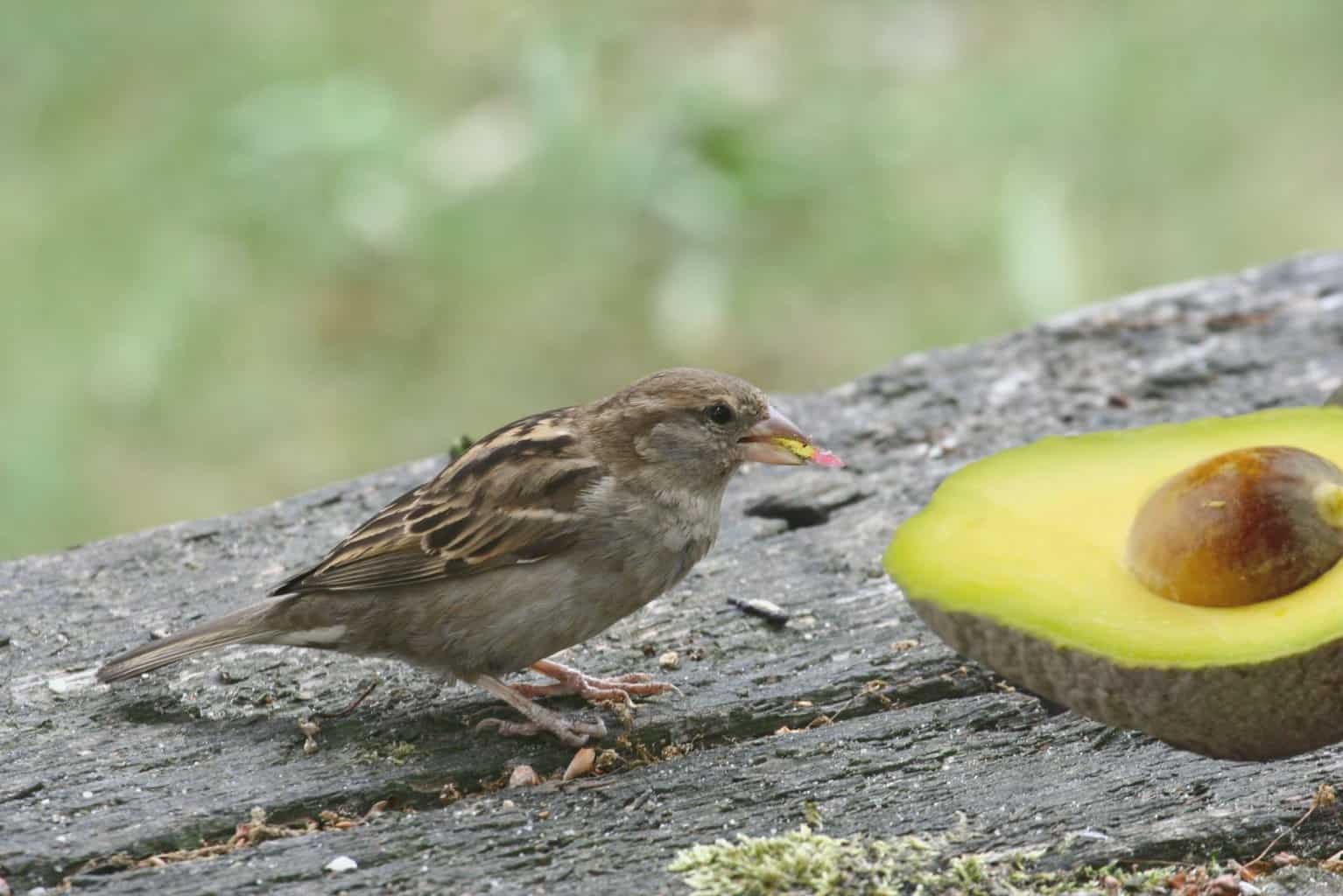 ¿Pueden los pájaros comer aguacate? Todo lo que necesitas saber