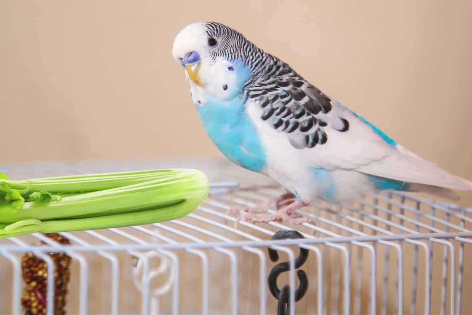 ¿Pueden los pájaros comer apio? ¡Todo lo que necesitas saber!