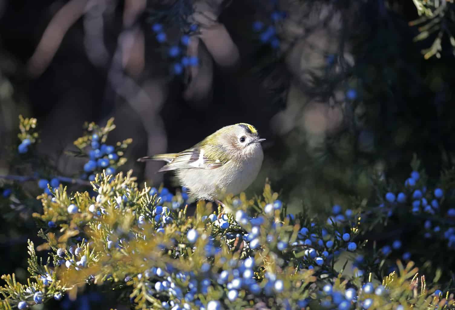 ¿Pueden los pájaros comer arándanos? ¡Los mejores consejos para cultivar el tuyo propio!