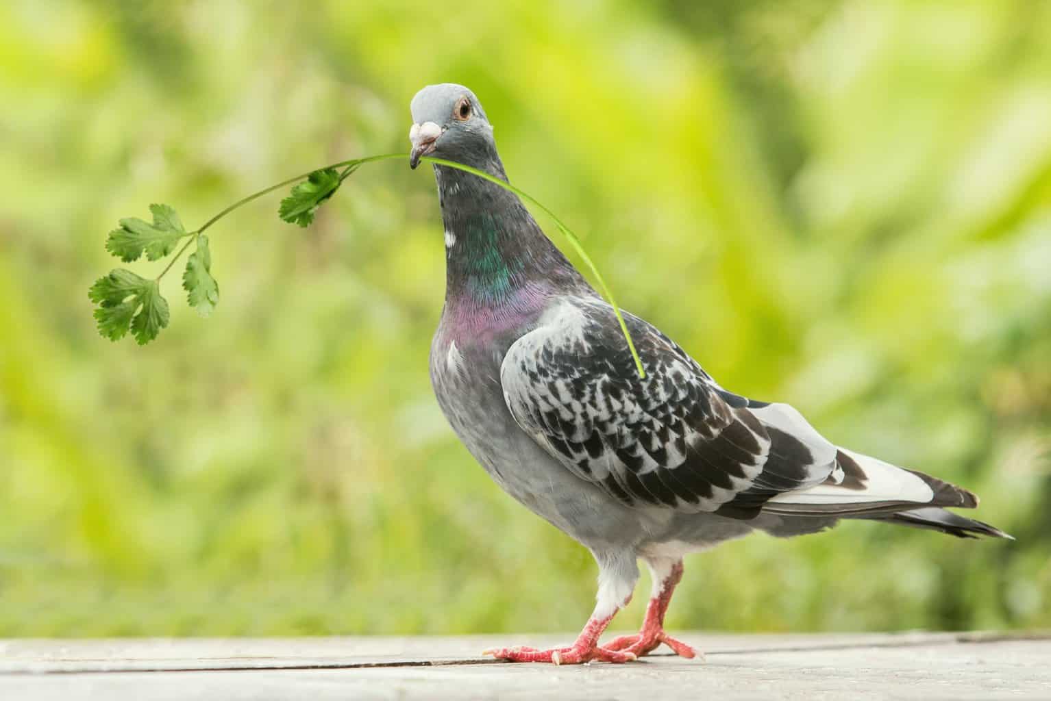 ¿Pueden los pájaros comer cilantro? Cuánto y con qué frecuencia – ¡Respondido!