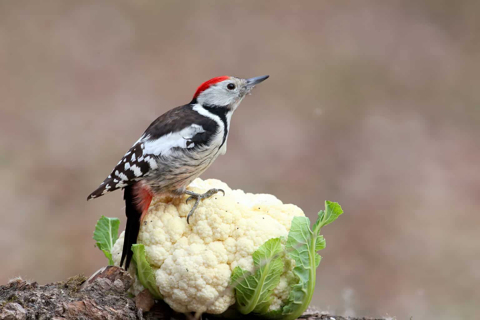 ¿Pueden los pájaros comer coliflor? ¡Todo lo que necesitas saber!