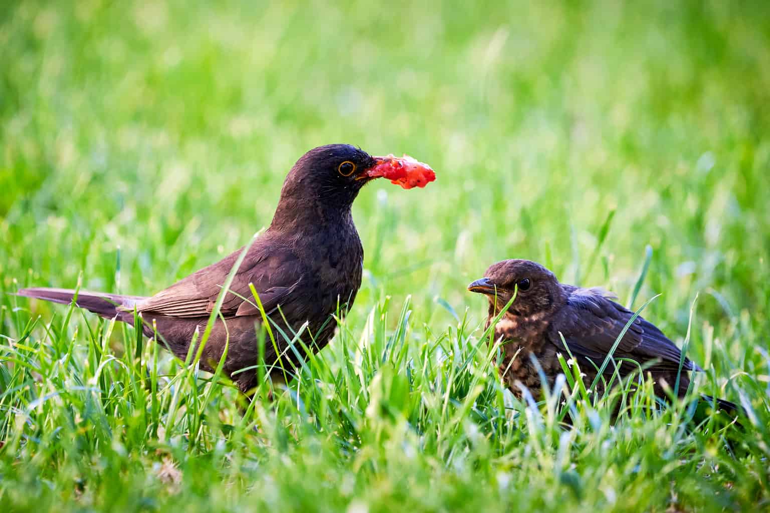 ¿Pueden los pájaros comer fresas? ¡Todo lo que necesitas saber!