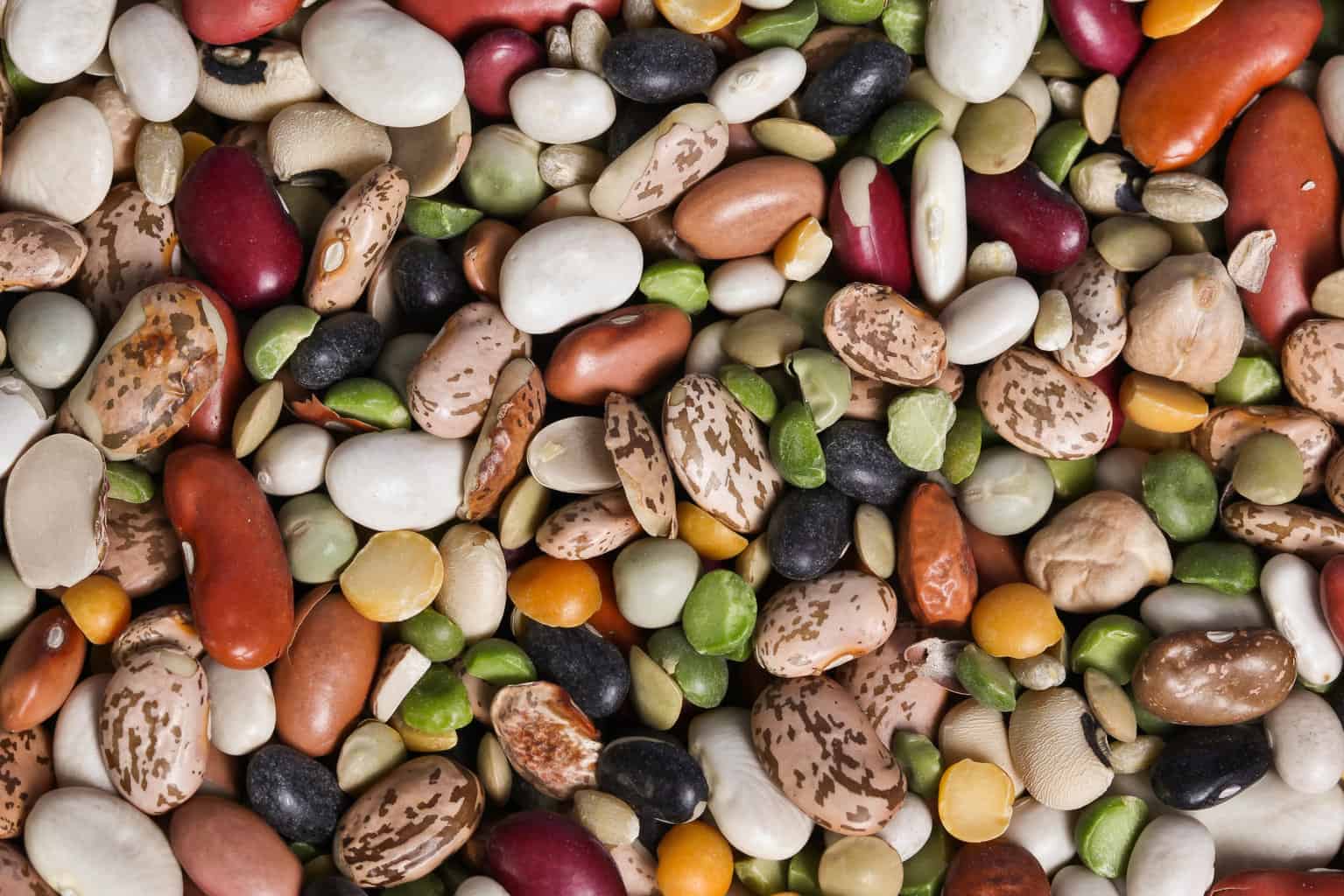 ¿Pueden los pájaros comer frijoles? ¡Exploramos la respuesta en el interior!