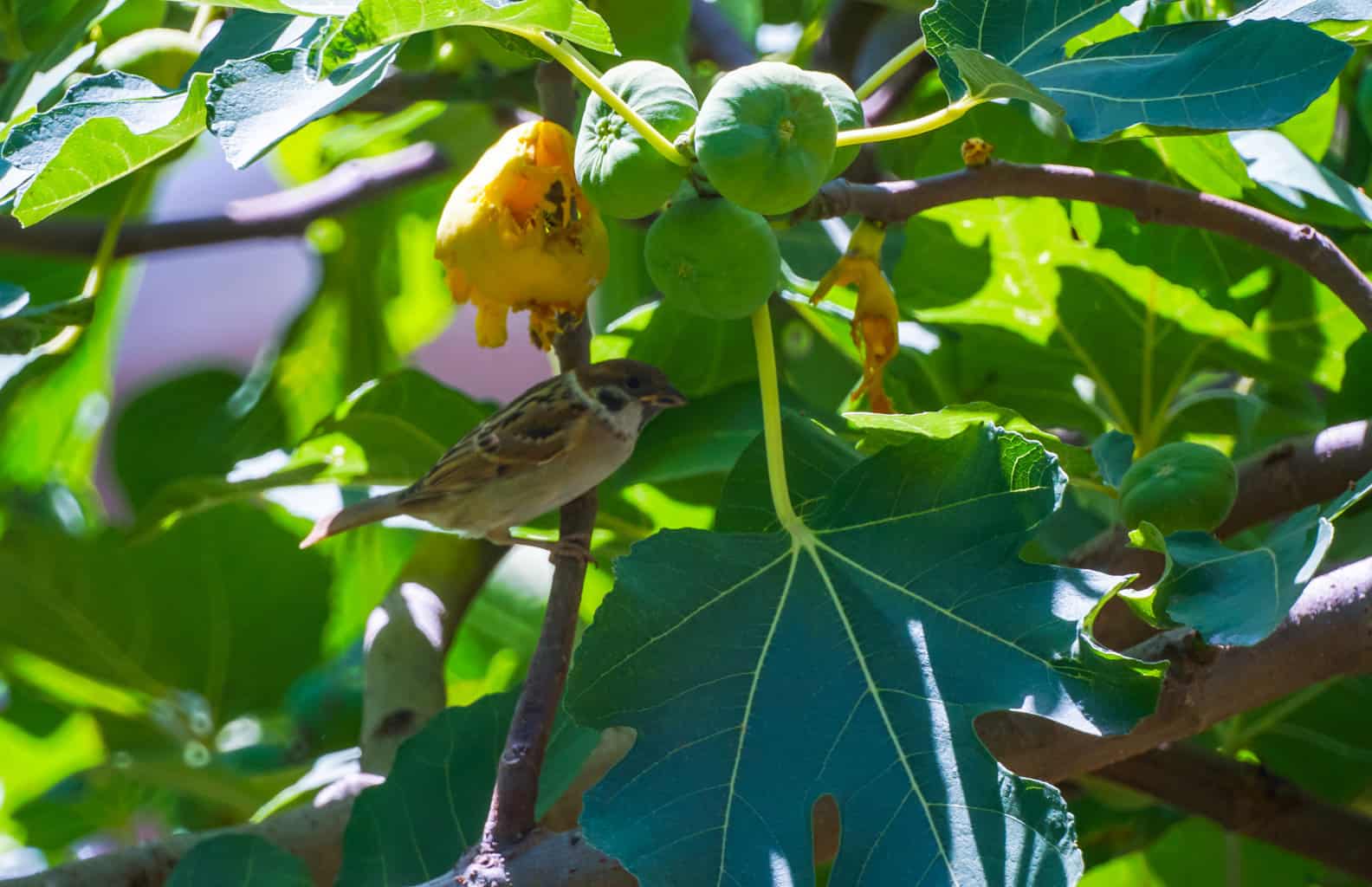 ¿Pueden los pájaros comer higos? ¿Por qué a los pájaros les encanta esta sabrosa fruta?