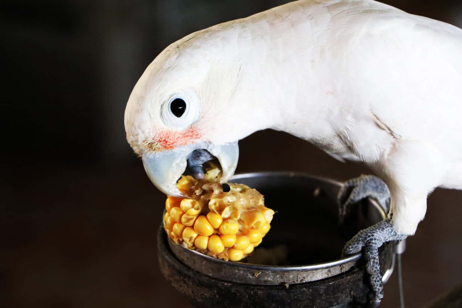 ¿Pueden los pájaros comer maíz? Aquí hay un núcleo de verdad
