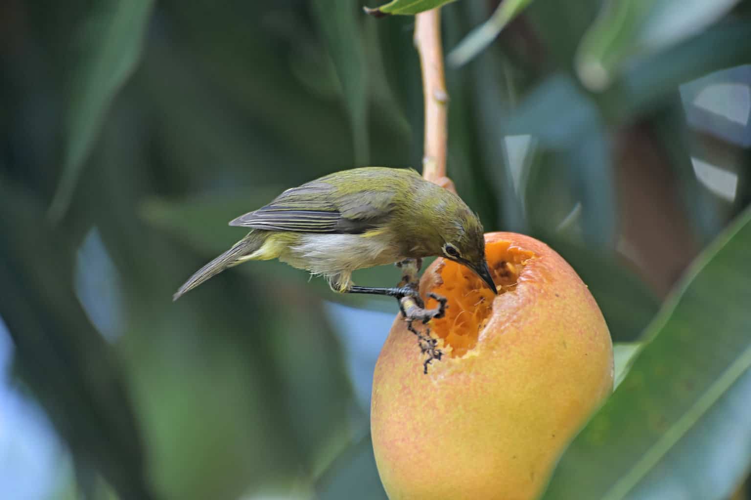 ¿Pueden los pájaros comer mango? Una adición tropical a la dieta aviar