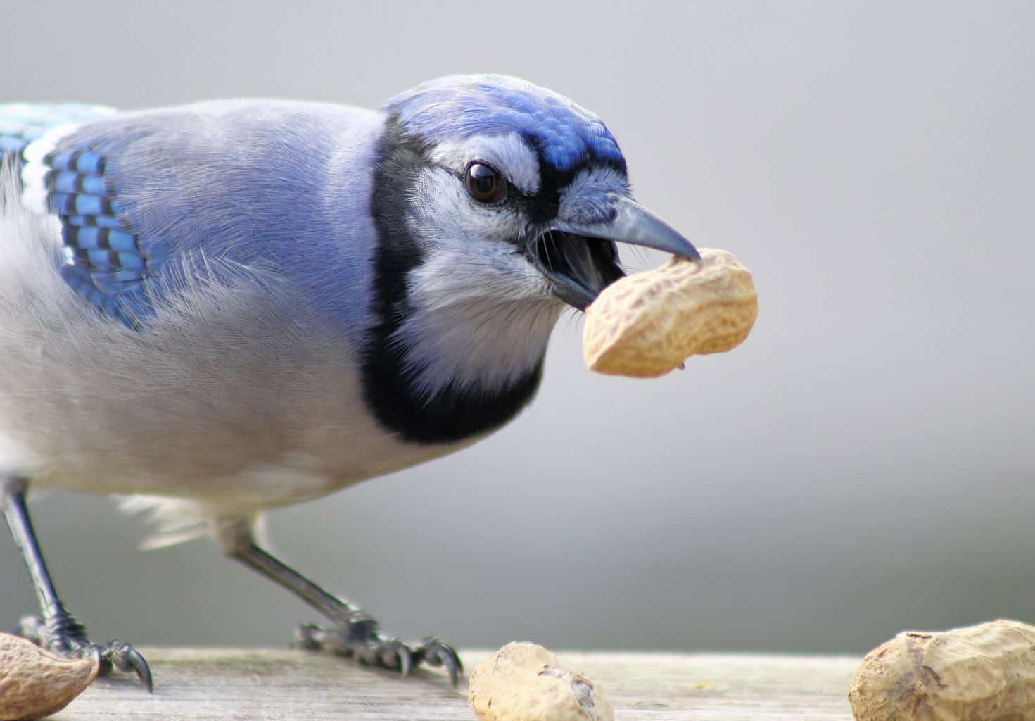 ¿Pueden los pájaros comer maní? ¡Esta delicia de nuez es una gran elección!