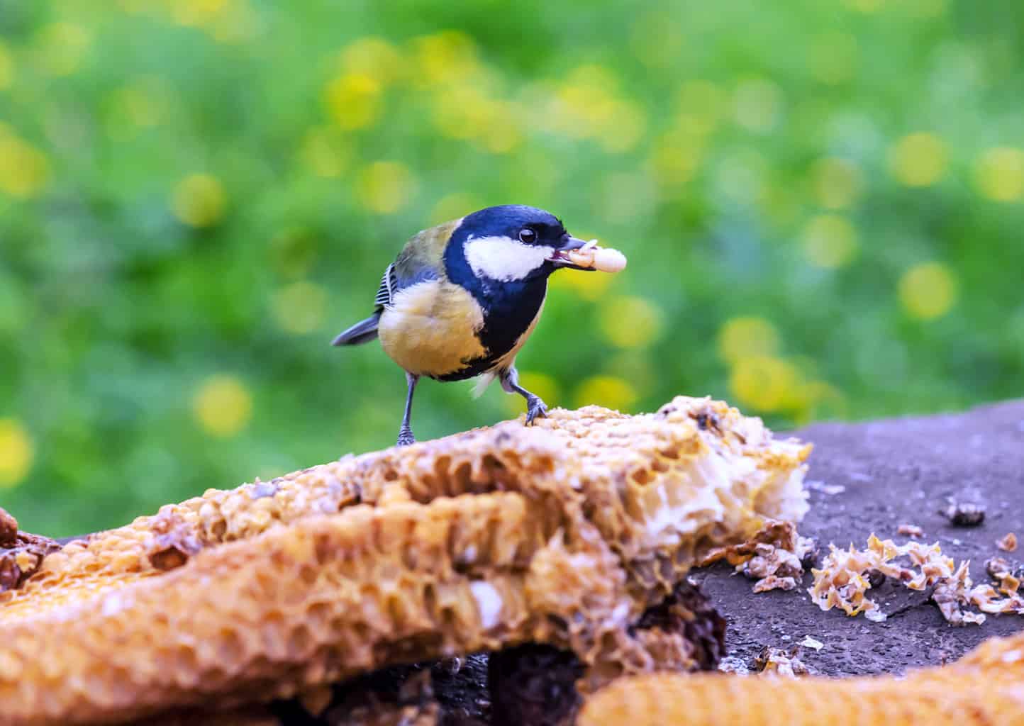 ¿Pueden los pájaros comer miel? La verdad pegajosa sobre este dulce regalo