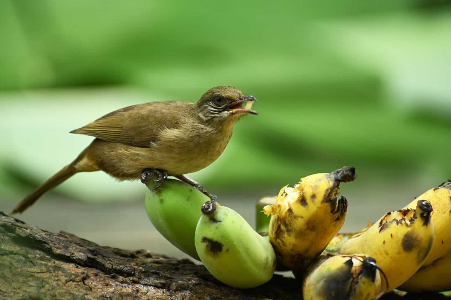 ¿Pueden los pájaros comer plátanos? ¡Más beneficios para la salud y más!