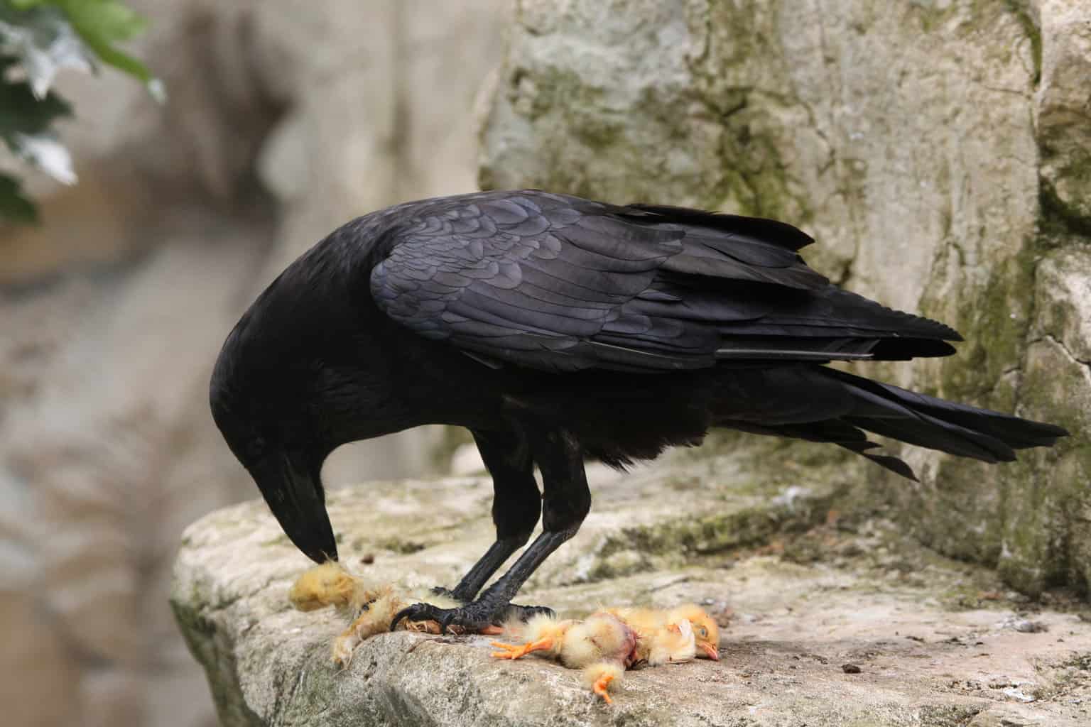 ¿Pueden los pájaros comer pollo? Cuándo y cómo alimentarlos