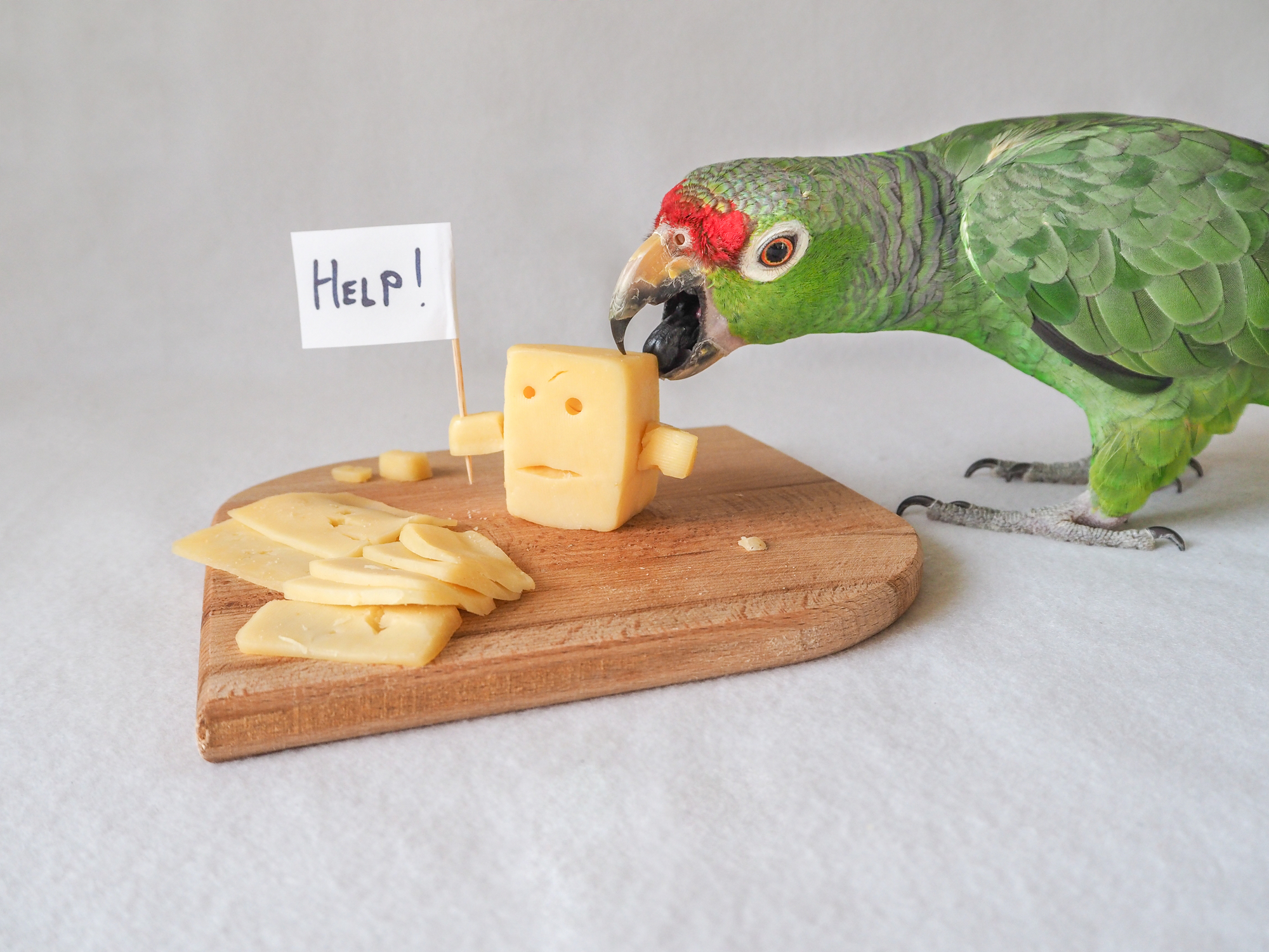 ¿Pueden los pájaros comer queso? Qué quesos ofrecer y evitar