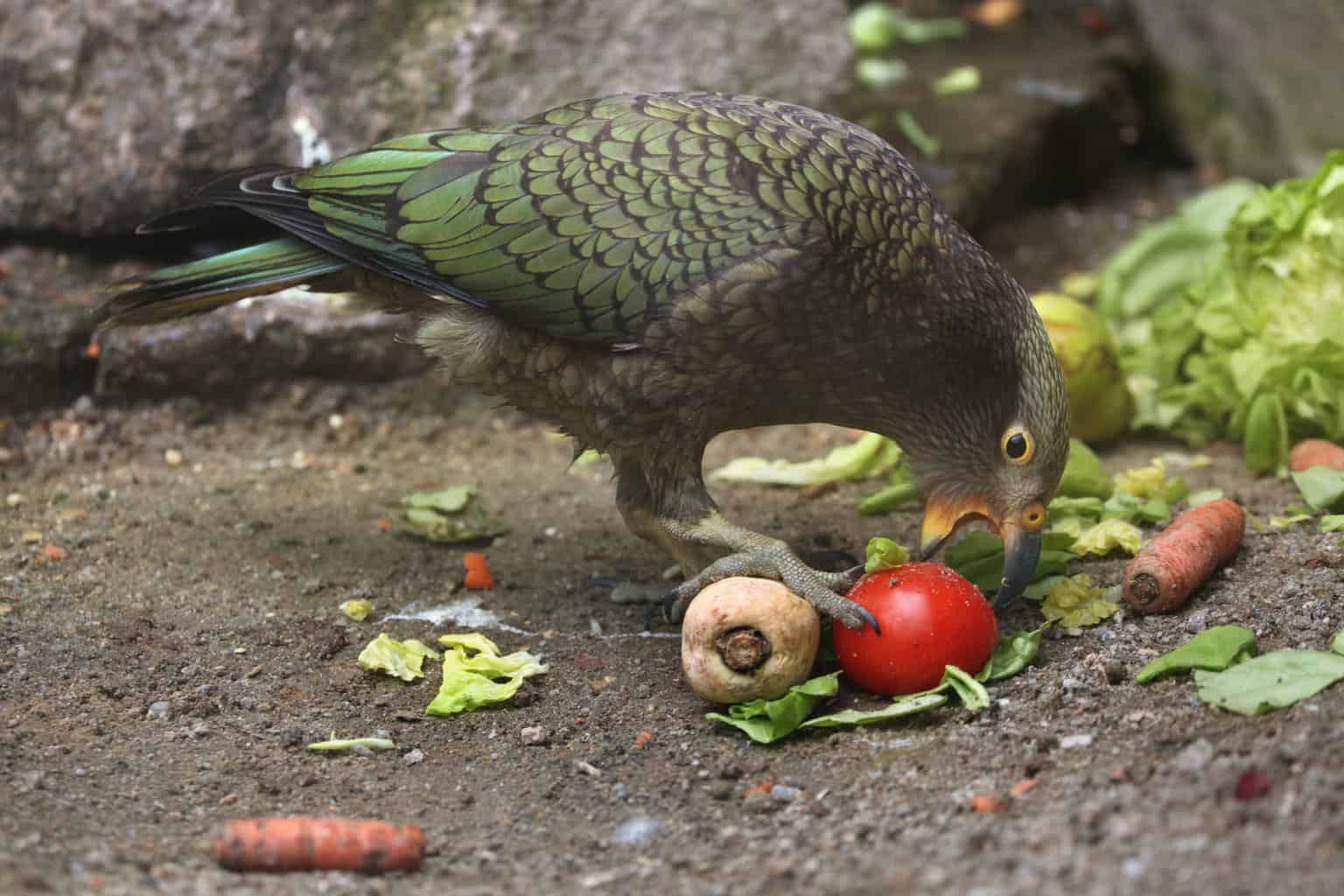 ¿Pueden los pájaros comer tomates? Todo lo que necesitas saber