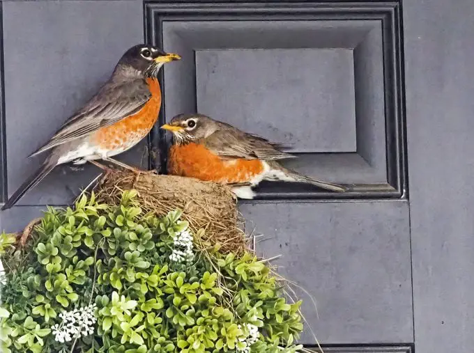 ¿Puedes mover un nido de pájaro cerca de tu casa?