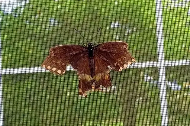 ¿Puedo arreglar un ala de mariposa rota?