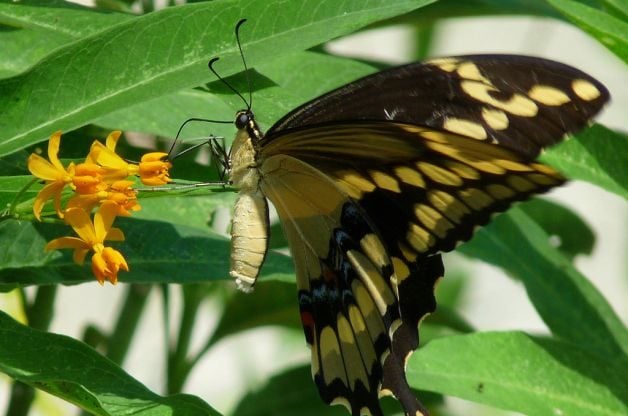 ¿Qué comen las mariposas? |