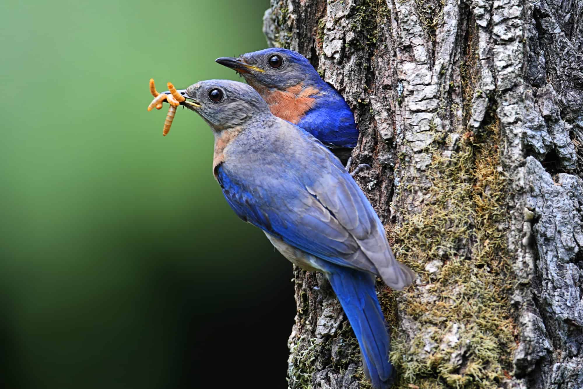 ¿Migran los pájaros azules? ¡Todo lo que necesitas saber!