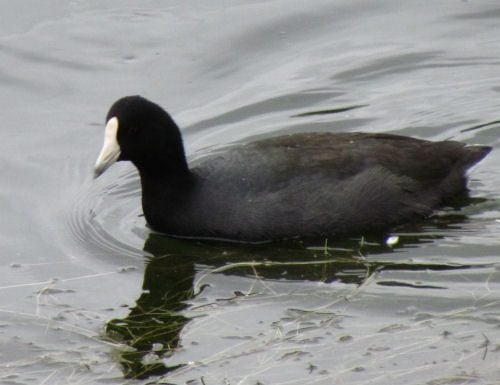 ¿Qué es ese pato negro con el pico blanco?