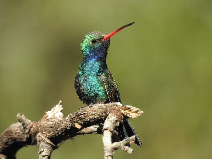 ¿Qué hace que una pluma de colibrí sea tan bonita?