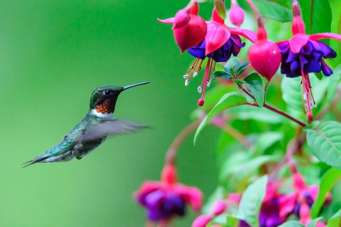 ¿Qué hace que una pluma de colibrí sea tan bonita?