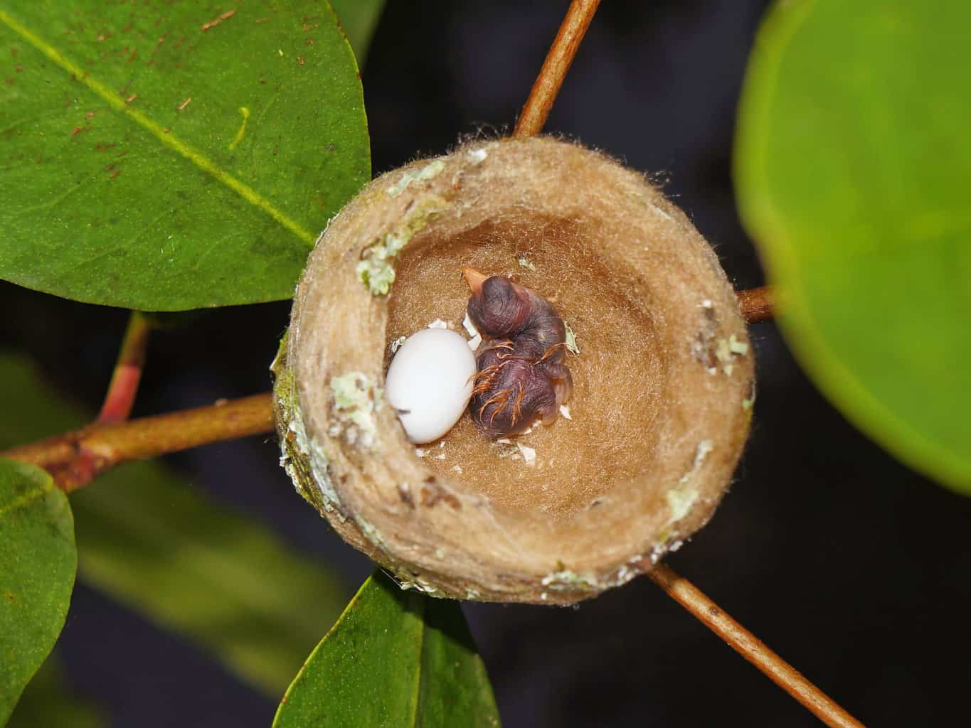 ¿Qué tan grandes son los huevos de colibrí? Todo lo que necesitas saber