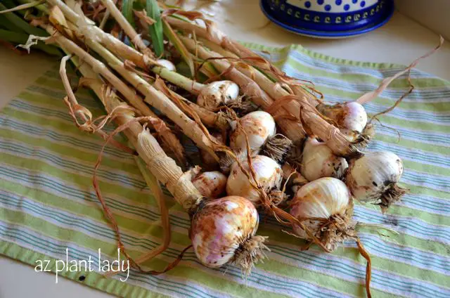 ¿Te encanta el ajo? ¡Crece tus propias!