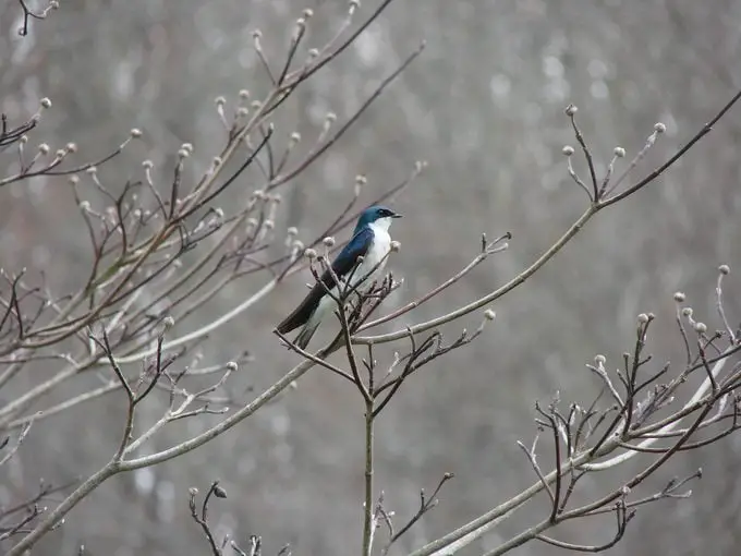 ¿Tiene un pájaro golondrina un significado especial?