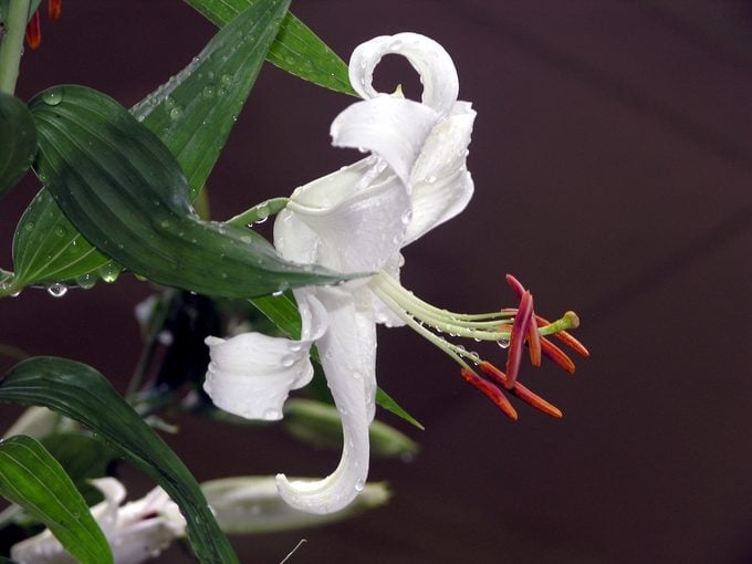 ¿Tiene una flor de lirio un significado especial?