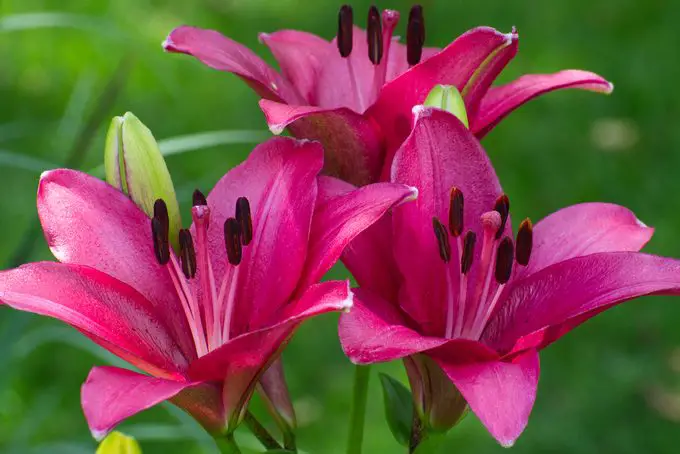 ¿Tiene una flor de lirio un significado especial?